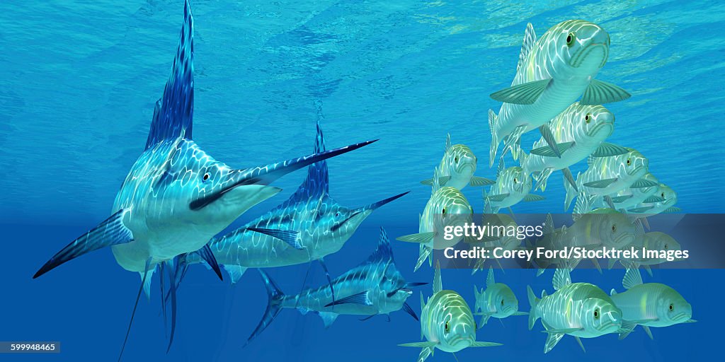 A school of Ayu fish try to escape from three carnivorous Blue Marlins.