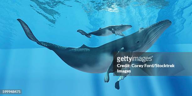 a humpback whale mother and her calf. - humpback whale stock-grafiken, -clipart, -cartoons und -symbole