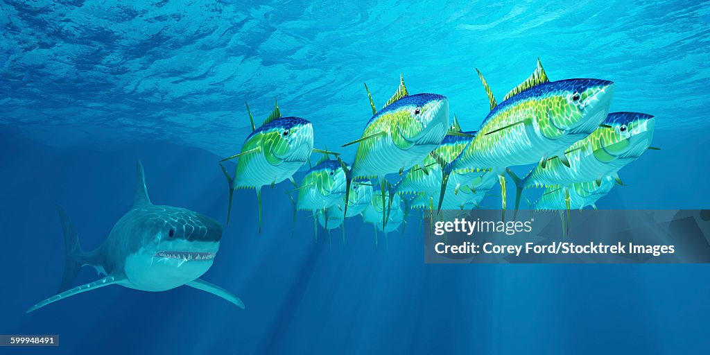 A school of yellowfin tuna is followed by a great white shark.