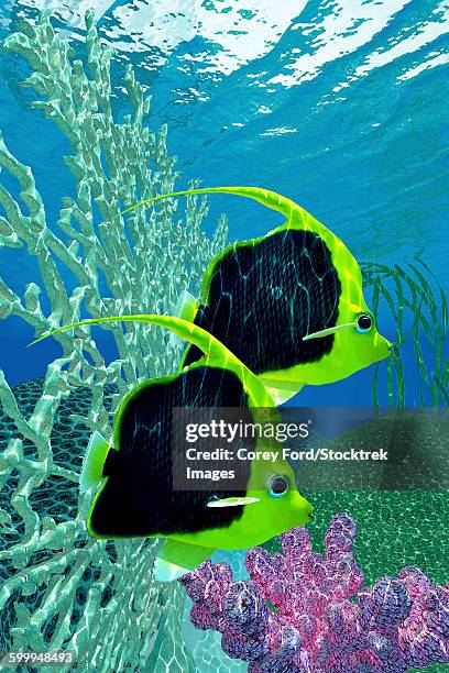 a pair of pennant coralfish swimming by a coral reef. - longfin bannerfish stock-grafiken, -clipart, -cartoons und -symbole