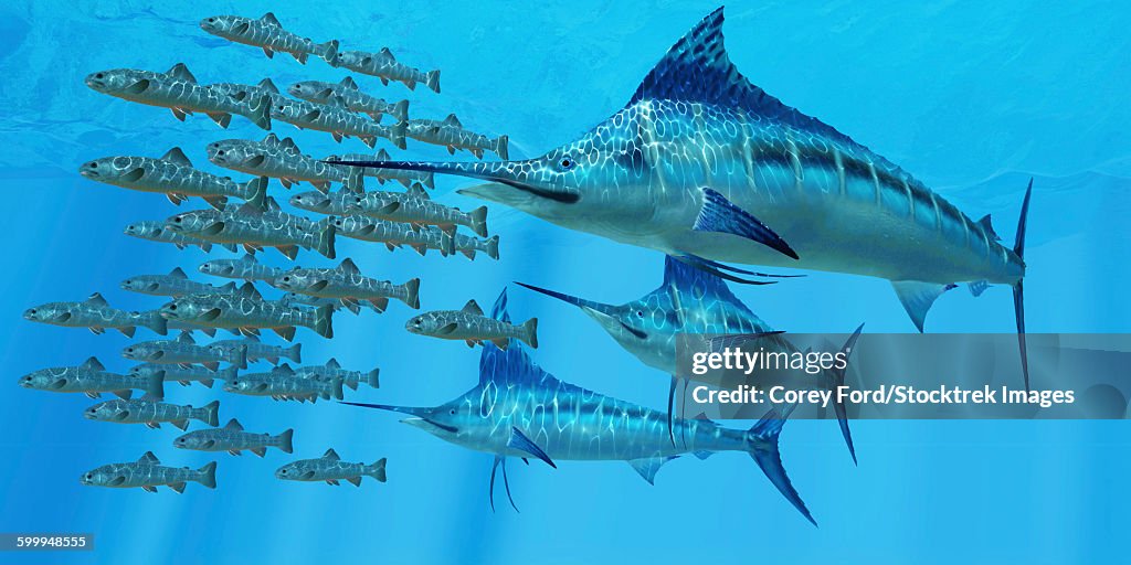 A school of Amemasu fish try to evade three large Marlin predators.