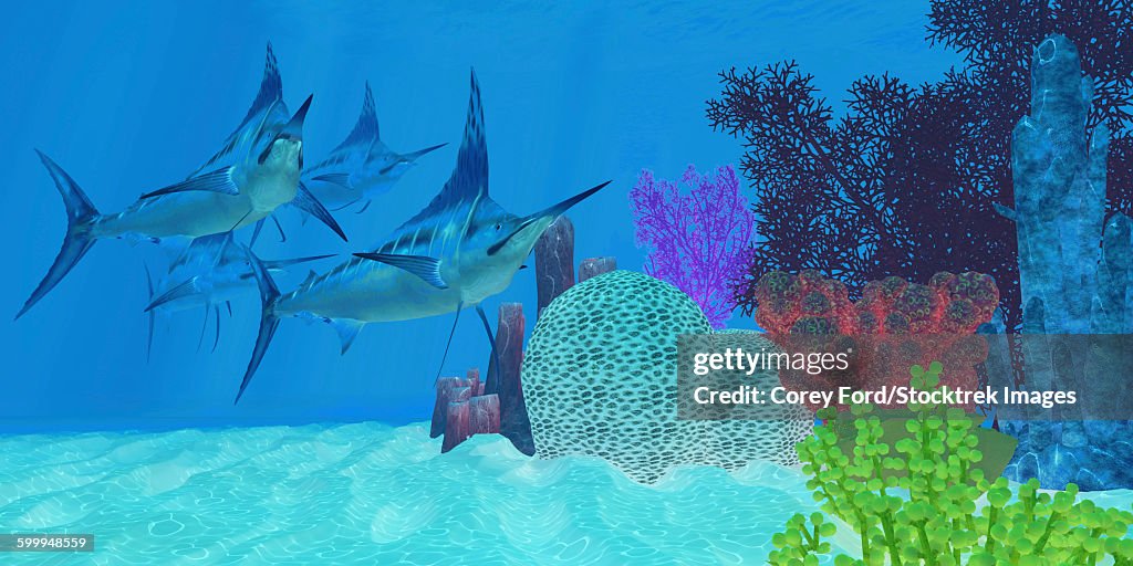 Marlin predatory fish look for prey around an ocean coral reef.