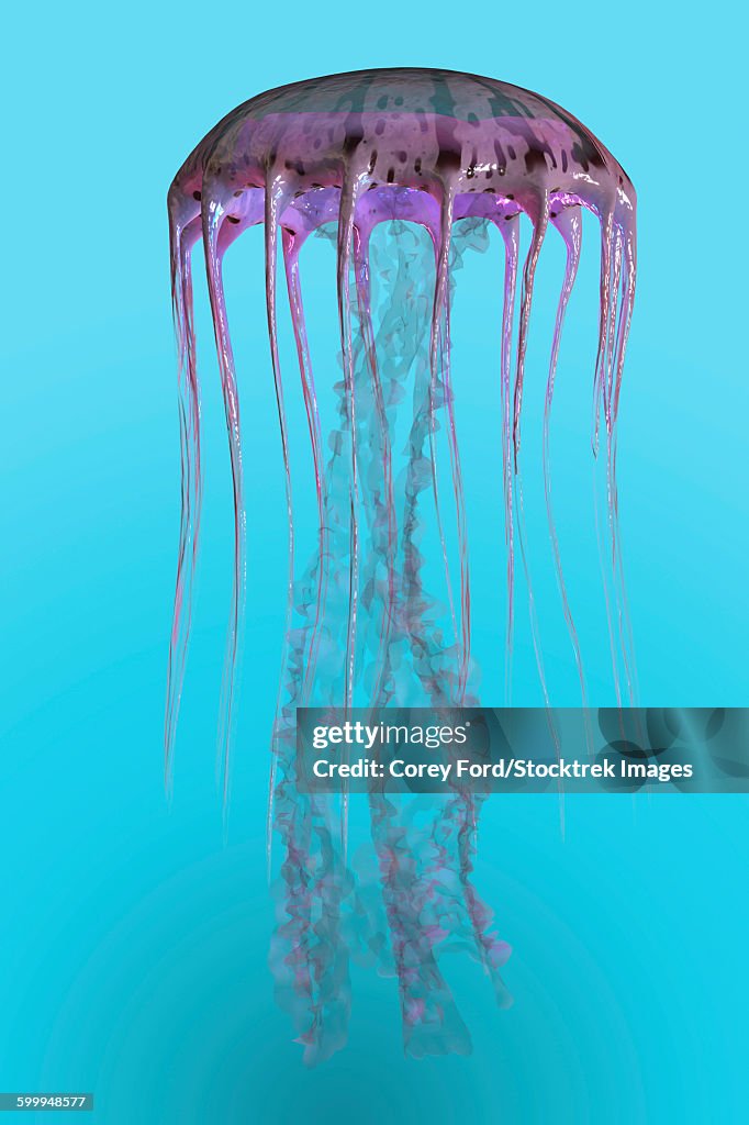 Pelagia noctiluca jellyfish illustration.
