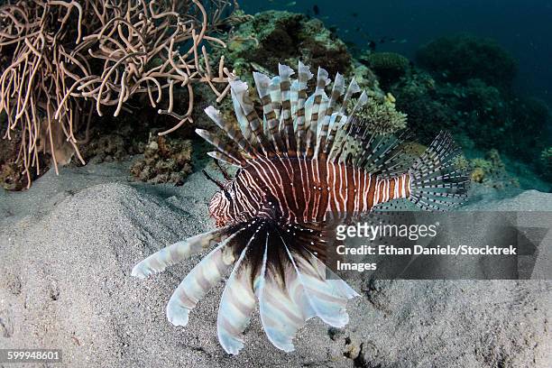 a lionfish swims on a reef in komodo national park, indonesia. - lionfish stock pictures, royalty-free photos & images