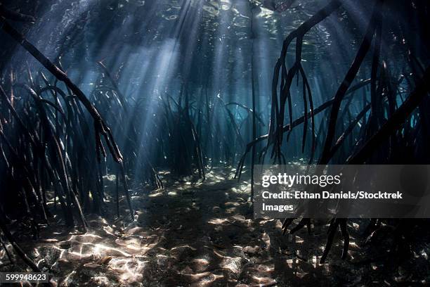Prop Roots Photos and Premium High Res Pictures - Getty Images