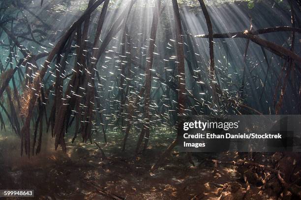 217 Prop Roots Stock Photos, High-Res Pictures, and Images - Getty Images