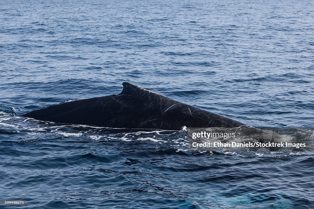 A humpback whale surfaces to breathe in the Caribbean Sea.