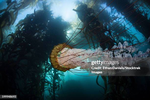 a large lions mane jellyfish swims in a kelp forest. - kelp stock-fotos und bilder