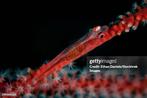 a tiny, transluscent ghost goby (trimma sp.) lays on a gorgonian in lembeh strait, indonesia. - gorgonia sp stock pictures, royalty-free photos & images