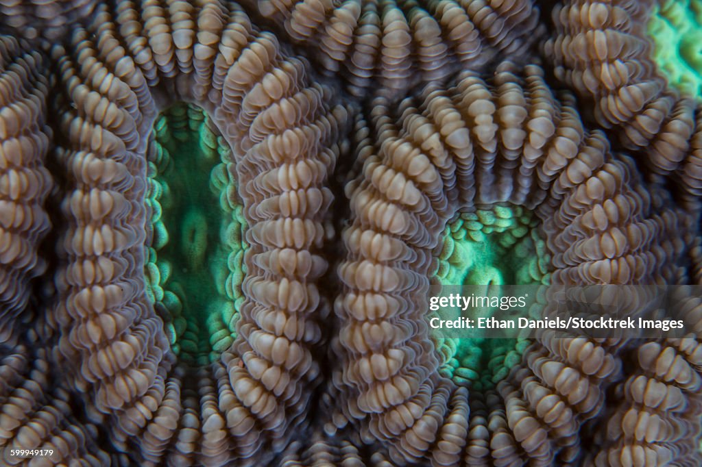 Detail of coral polyps (Diploastrea sp.) on a reef in Lembeh Strait, Indonesia.