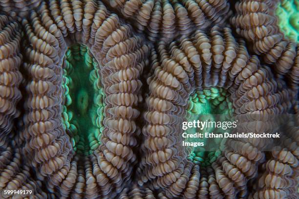 detail of coral polyps (diploastrea sp.) on a reef in lembeh strait, indonesia. - anemone sp stock pictures, royalty-free photos & images