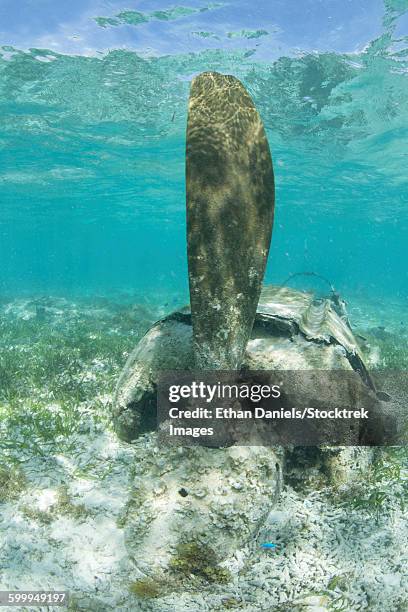 the propeller of a japanese zero fighter on a shallow reef in palau. - パラオ ストックフォトと画像