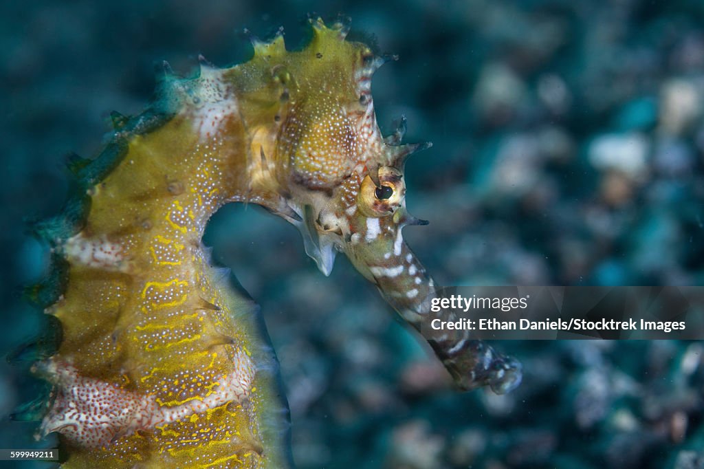 A thorny seahorse on the seafloor of Lembeh Strait.