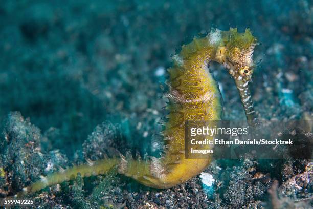 a thorny seahorse on the seafloor of lembeh strait. - threatened species stock pictures, royalty-free photos & images