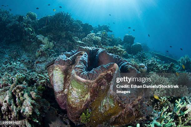 a giant clam grows on a reef in raja ampat. - giant clam stock pictures, royalty-free photos & images