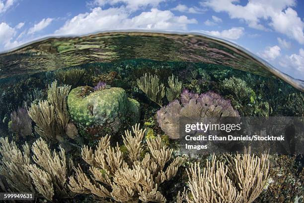 gorgonians and reef-building corals near the blue hole in belize. - great blue hole stock pictures, royalty-free photos & images