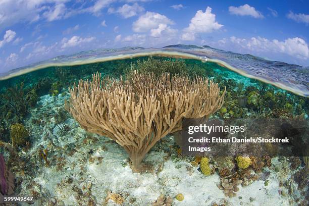 gorgonians and reef-building corals near the blue hole in belize. - great blue hole imagens e fotografias de stock