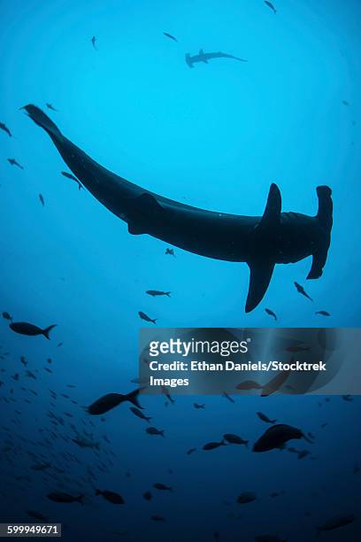 a scalloped hammerhead shark swims near cocos island, costa rica. - cocos island stock-fotos und bilder