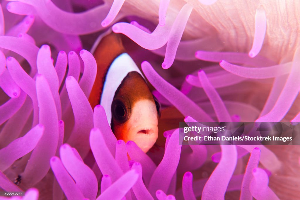 A Clarks anemonefish snuggles amongst its hosts tentacles.