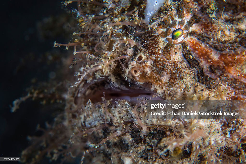 A hairy frogfish waits to ambush prey on a reef.