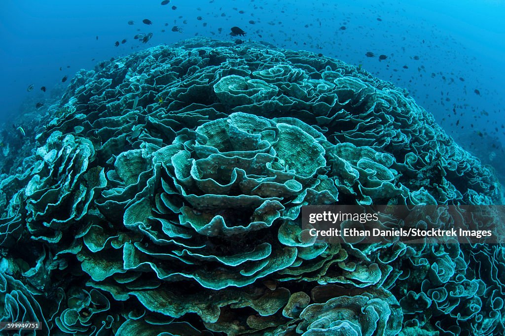 Corals are beginning to bleach on a reef in Indonesia.