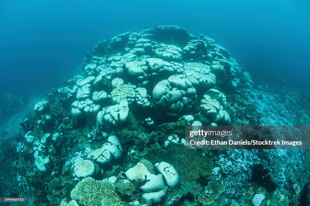 Corals are beginning to bleach on a reef in Indonesia.