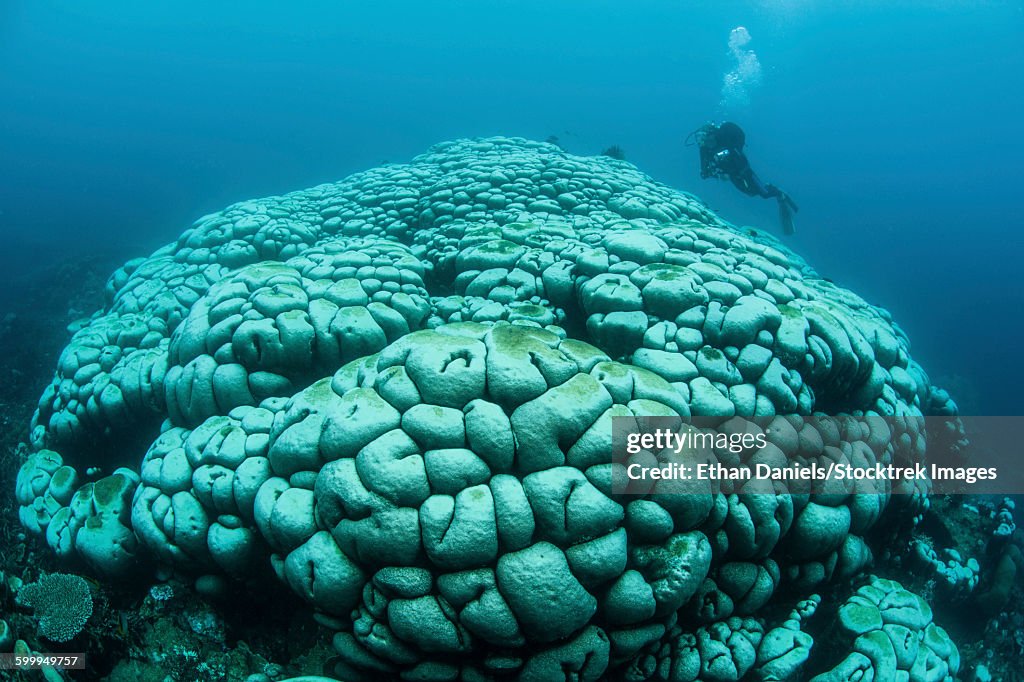 Corals are beginning to bleach on a reef in Indonesia.