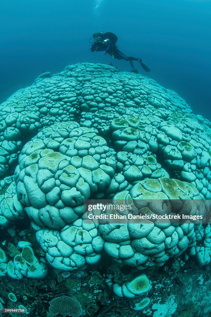 Corals are beginning to bleach on a reef in Indonesia.