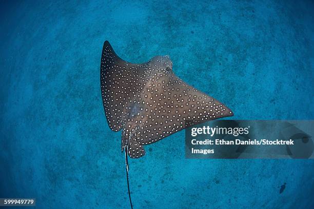 a spotted eagle ray swims over the seafloor near cocos island, costa rica. - 斑點鷹魟 個照片及圖片檔