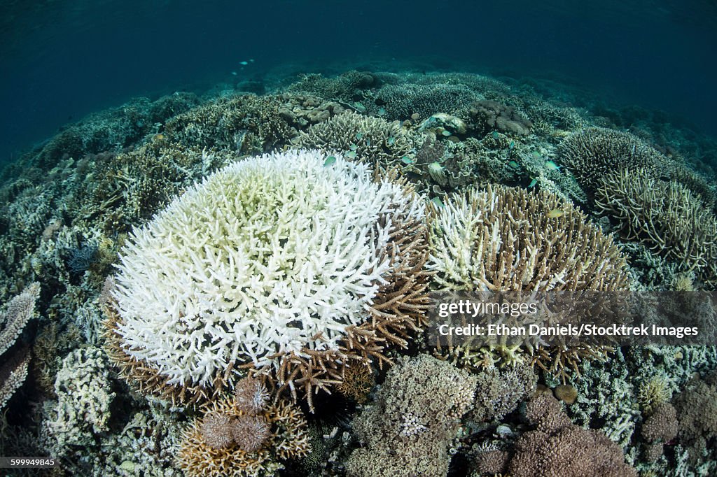Coral colonies are beginning to bleach on a reef in Indonesia.