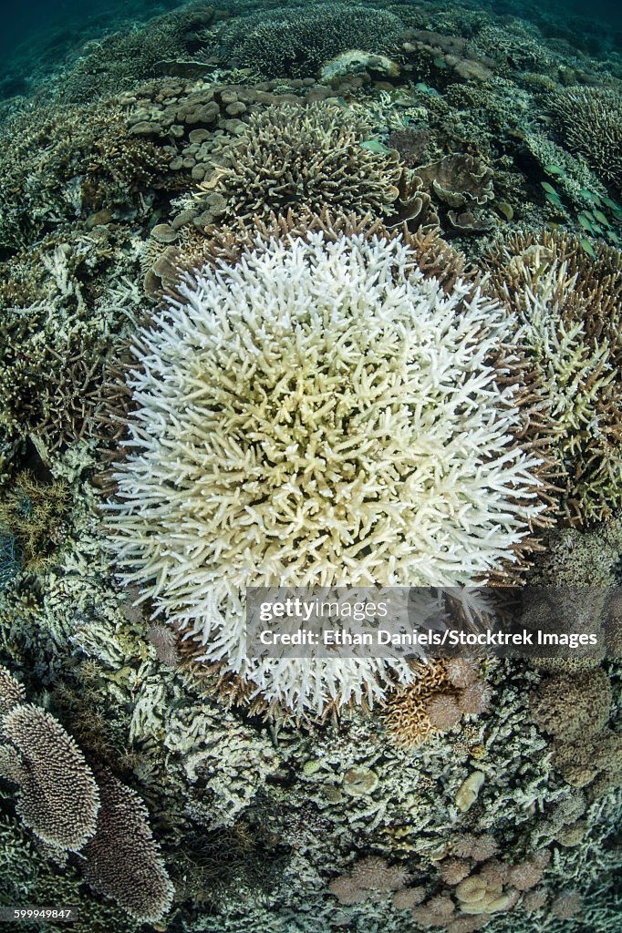 Coral colonies are beginning to bleach on a reef in Indonesia.