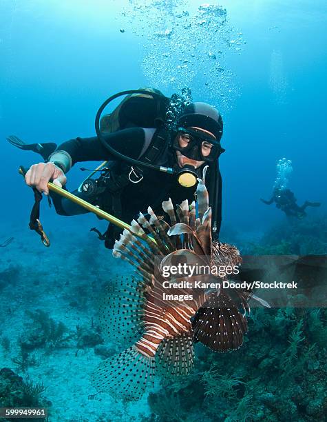 diver spears an invasive indo-pacific lionfish in the caribbean sea. - fishing hook underwater stock pictures, royalty-free photos & images