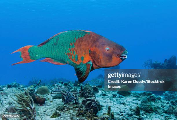 rainbow parrotfish swimming in the carribean sea. - scarus species stock pictures, royalty-free photos & images