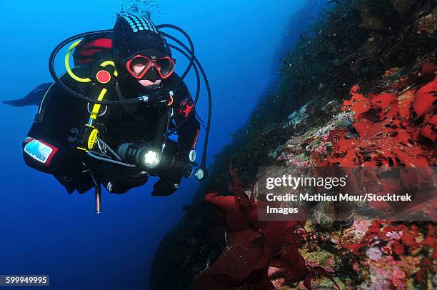 diver on wall with red algae, antarctica. - antarctica underwater stock pictures, royalty-free photos & images