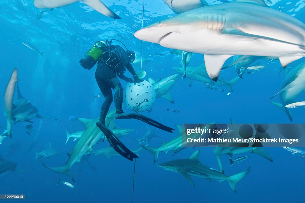 Oceanic blacktip sharks waiting for food from a diver near a bait ball.