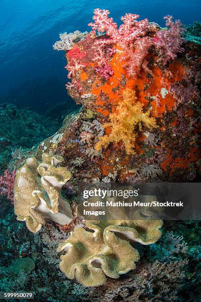 colorful reef scene with soft coral, cenderawasih bay, indonesia. - corallimorpharia stock pictures, royalty-free photos & images