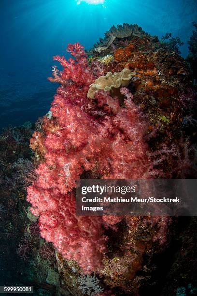 colorful reef scene with soft coral, cenderawasih bay, indonesia. - corallimorpharia stock pictures, royalty-free photos & images