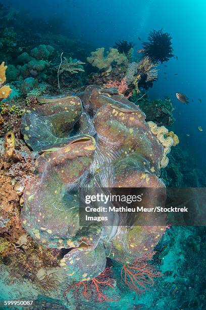 colorful reef scene with massive giant clam, west papua, indonesia. - corallimorpharia stock pictures, royalty-free photos & images