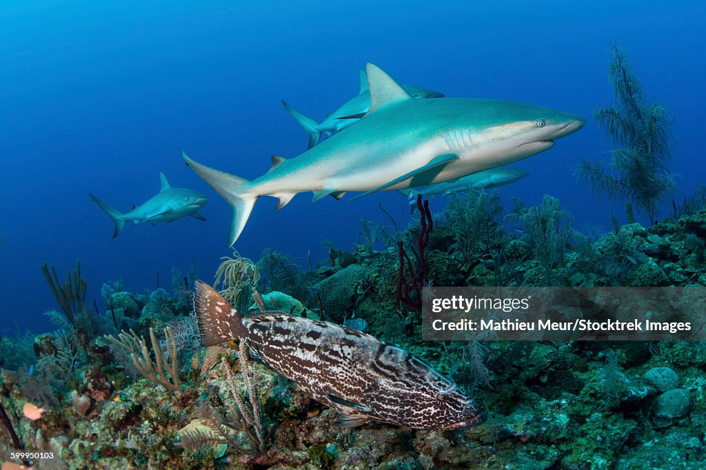 Several Caribbean reef sharks and a goliath grouper.