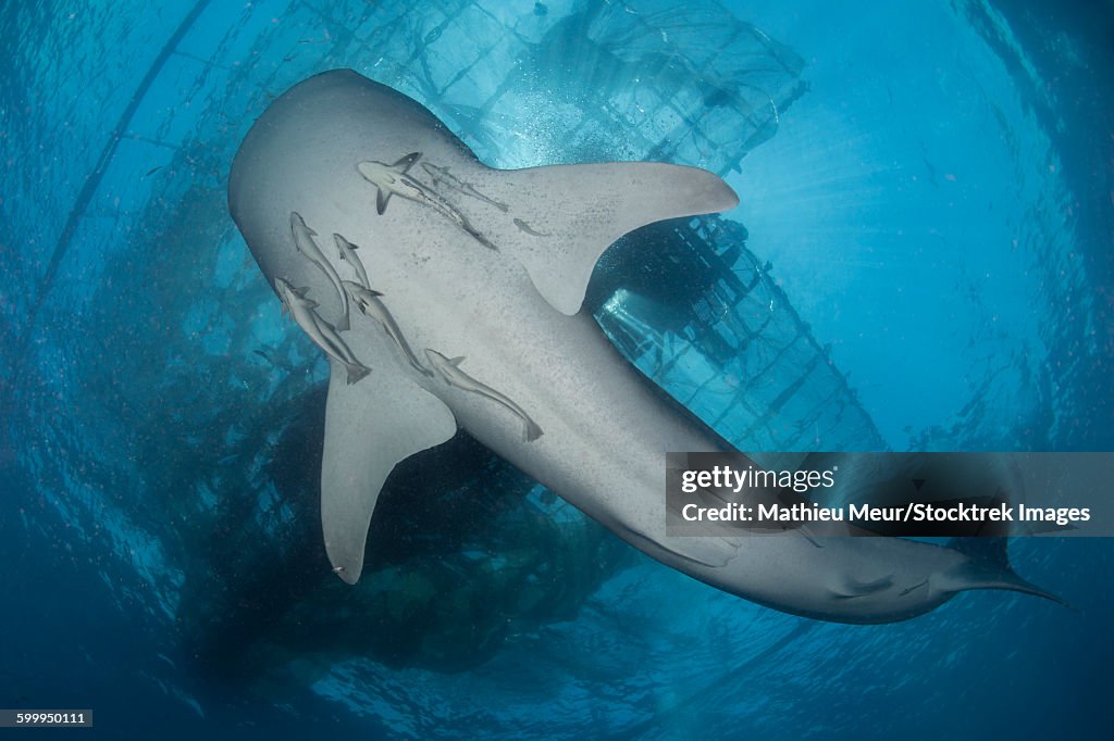 Whale shark seen from below with remoras clinging to its belly.