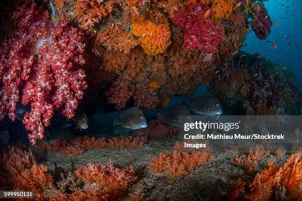 sweetlip fish hiding underneath clumps of colorful soft coral, indonesia. - corallimorpharia stock pictures, royalty-free photos & images