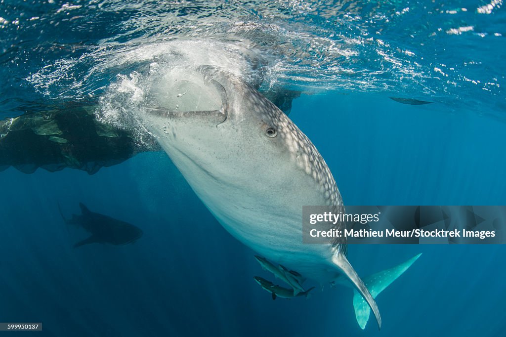 Large whale shark siphoning water from the surface.