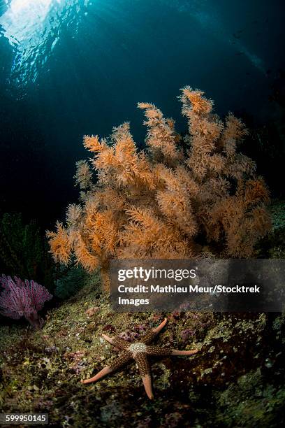 orange black coral bush and a sea star on a rocky reef top in indonesia. - corallimorpharia stock pictures, royalty-free photos & images