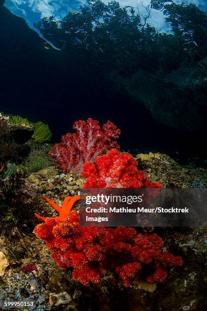 red and white soft coral with sea star on a rocky reef top in indonesia. - corallimorpharia stock pictures, royalty-free photos & images