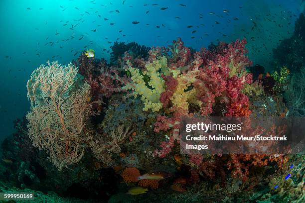 colorful reef with gorgonian sea fan, soft corals and school of anthias fish. - corallimorpharia stock pictures, royalty-free photos & images