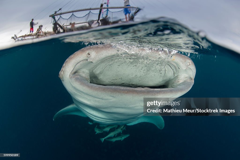 A whale shark with mouth wide open swimming underneath a bagan.