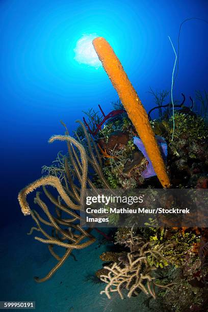 colorful reef scene with bright orange tube sponge and soft coral. - corallimorpharia stock pictures, royalty-free photos & images