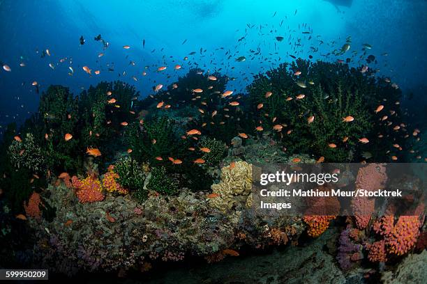 colorful reef scene of orange anthias swimming amongst hard corals. - corallimorpharia stock pictures, royalty-free photos & images
