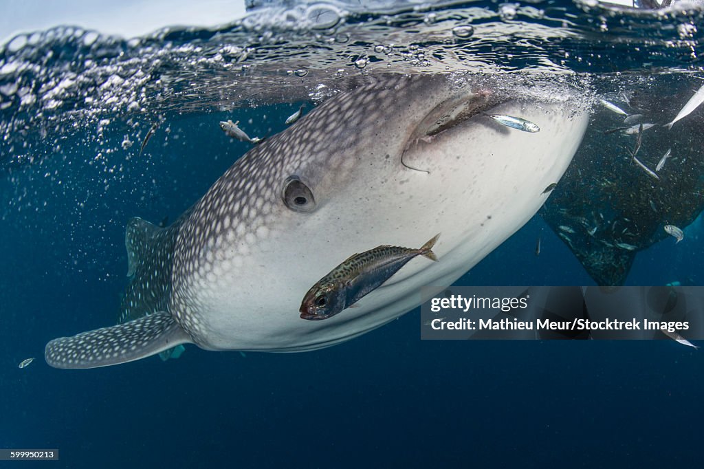 Whale shark swimming around near the surface under fishing nets.