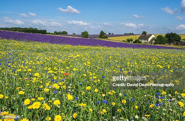cotswolds lavender fields - cotswolds stock pictures, royalty-free photos & images
